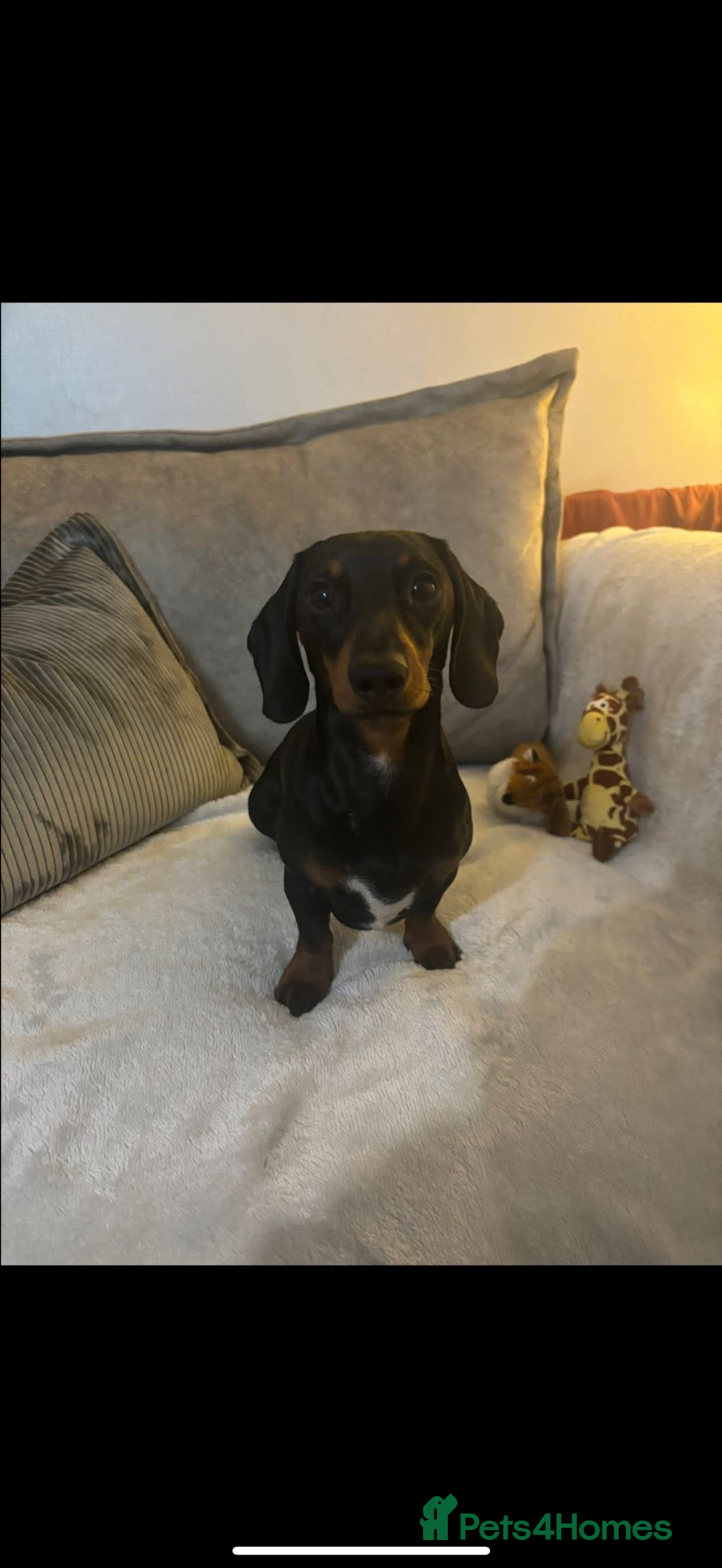 Miniature Dachshund dogs for stud: Miniature Dachshund available for stud  - Image 6