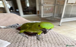 Parrots birds for sale: Baby Yellow naped Amazon - Image 2