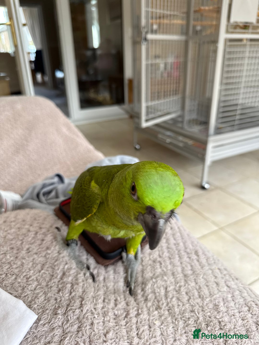 Parrots birds for sale: Baby Yellow naped Amazon - Image 2
