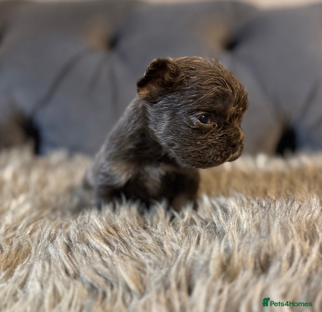 French Bulldog dogs for sale: 10 Full Fluffy French Bulldogs  - Advert 9