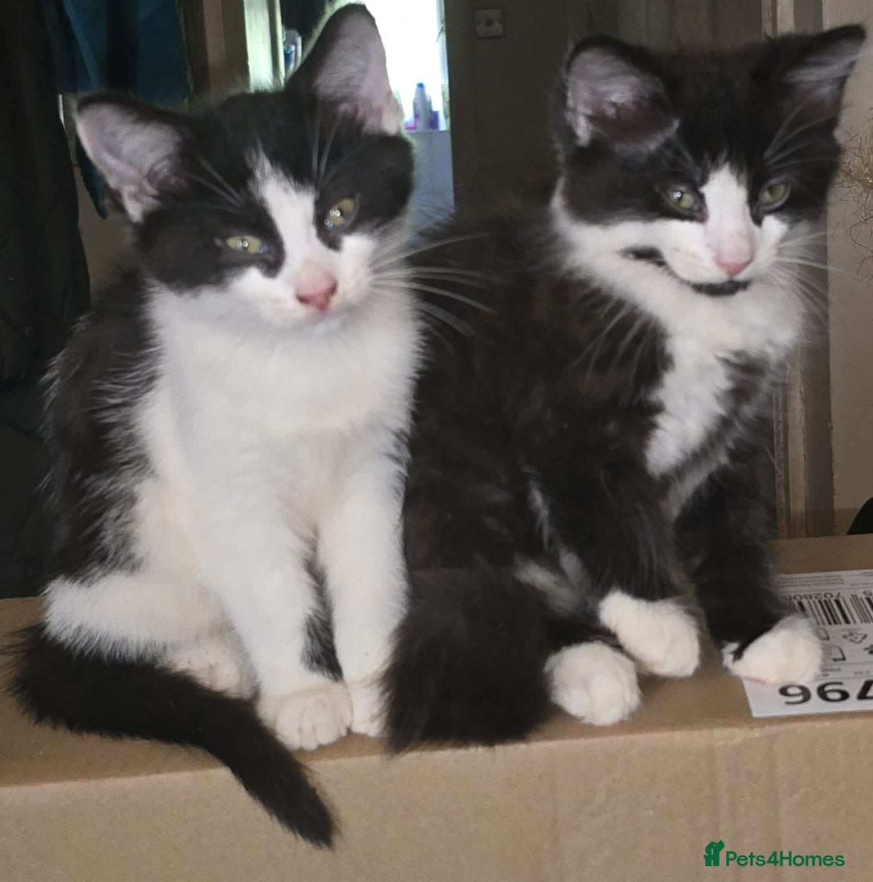 Mixed Breed cats 3 boys, 6 girls - Advert 1