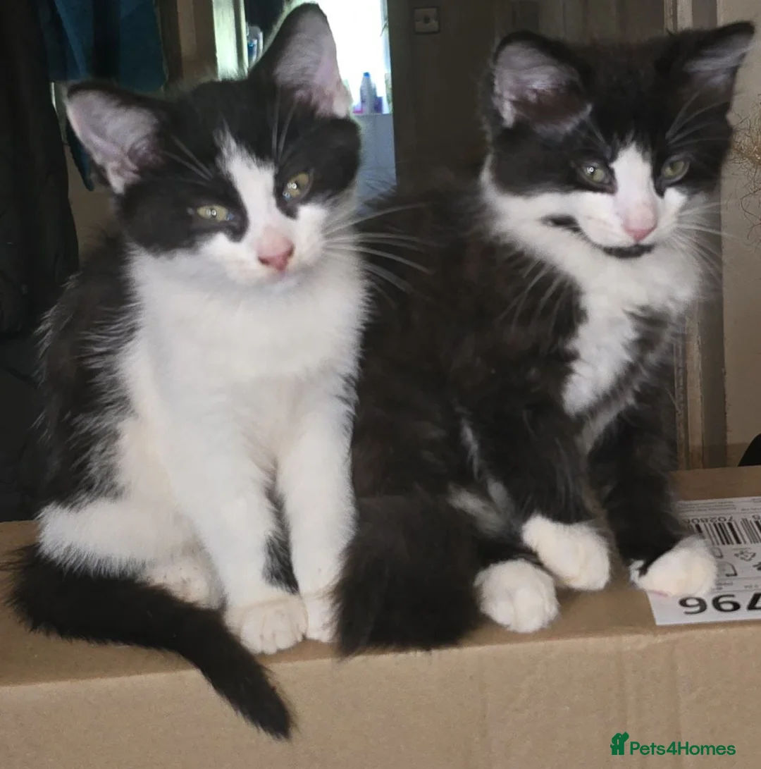 Mixed Breed cats for sale: 3 boys, 6 girls - Advert 1