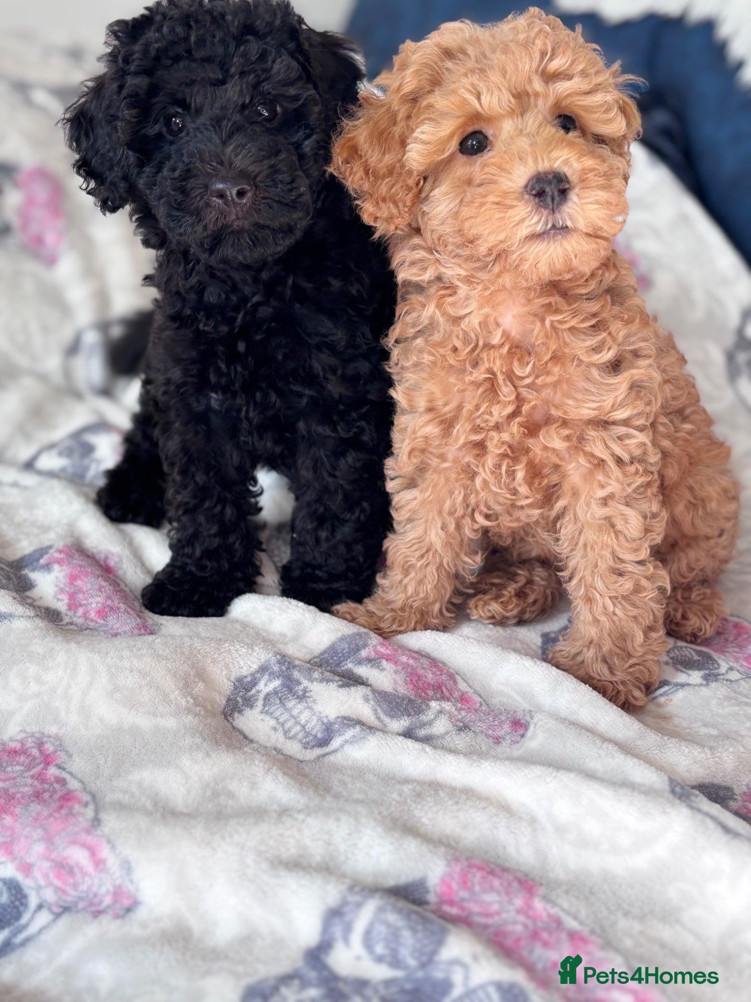 Mixed Breed dogs Mini poodle puppies absolutely stunning!  - Advert 11