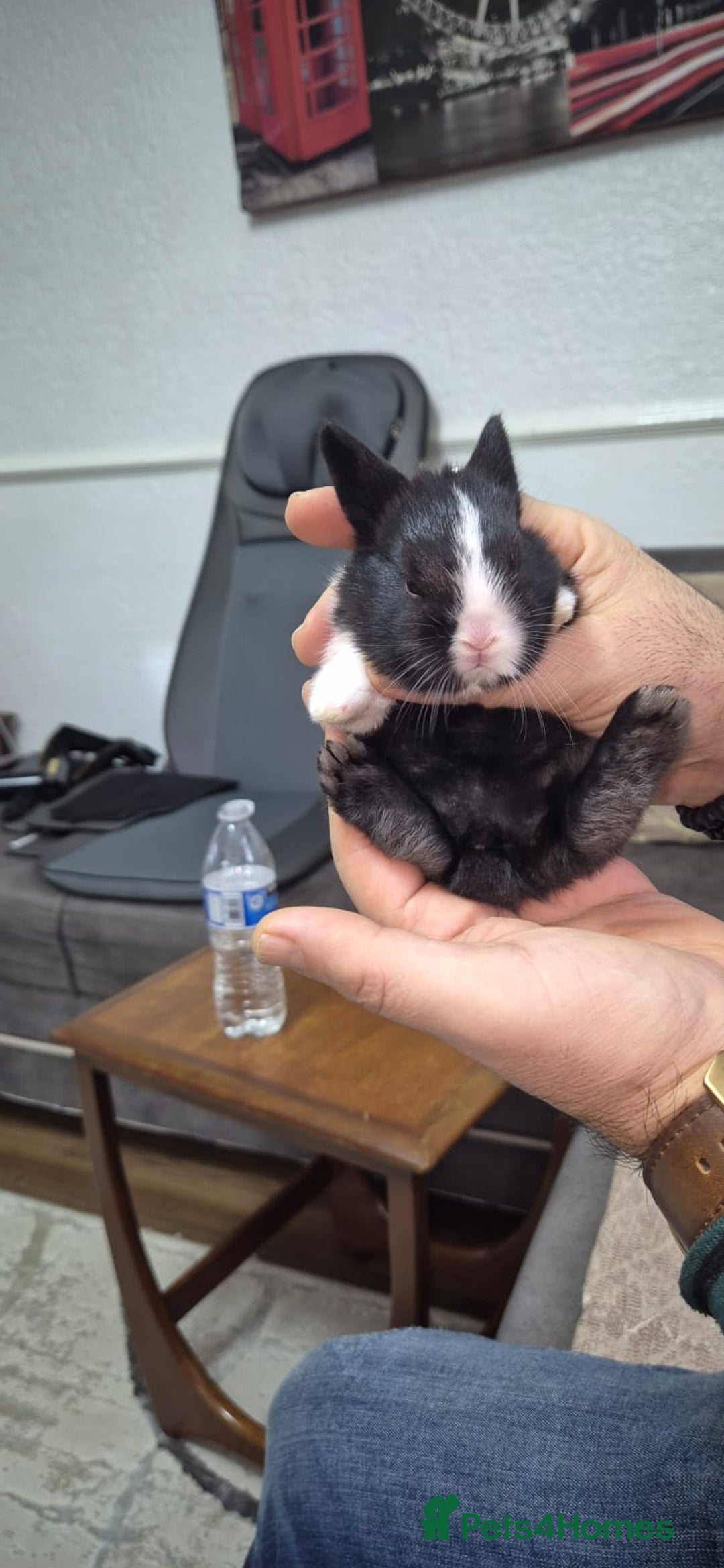 Tri Coloured Dutch rabbits for sale: They are 22 days old and mix Dutch and Rex  - Advert 23