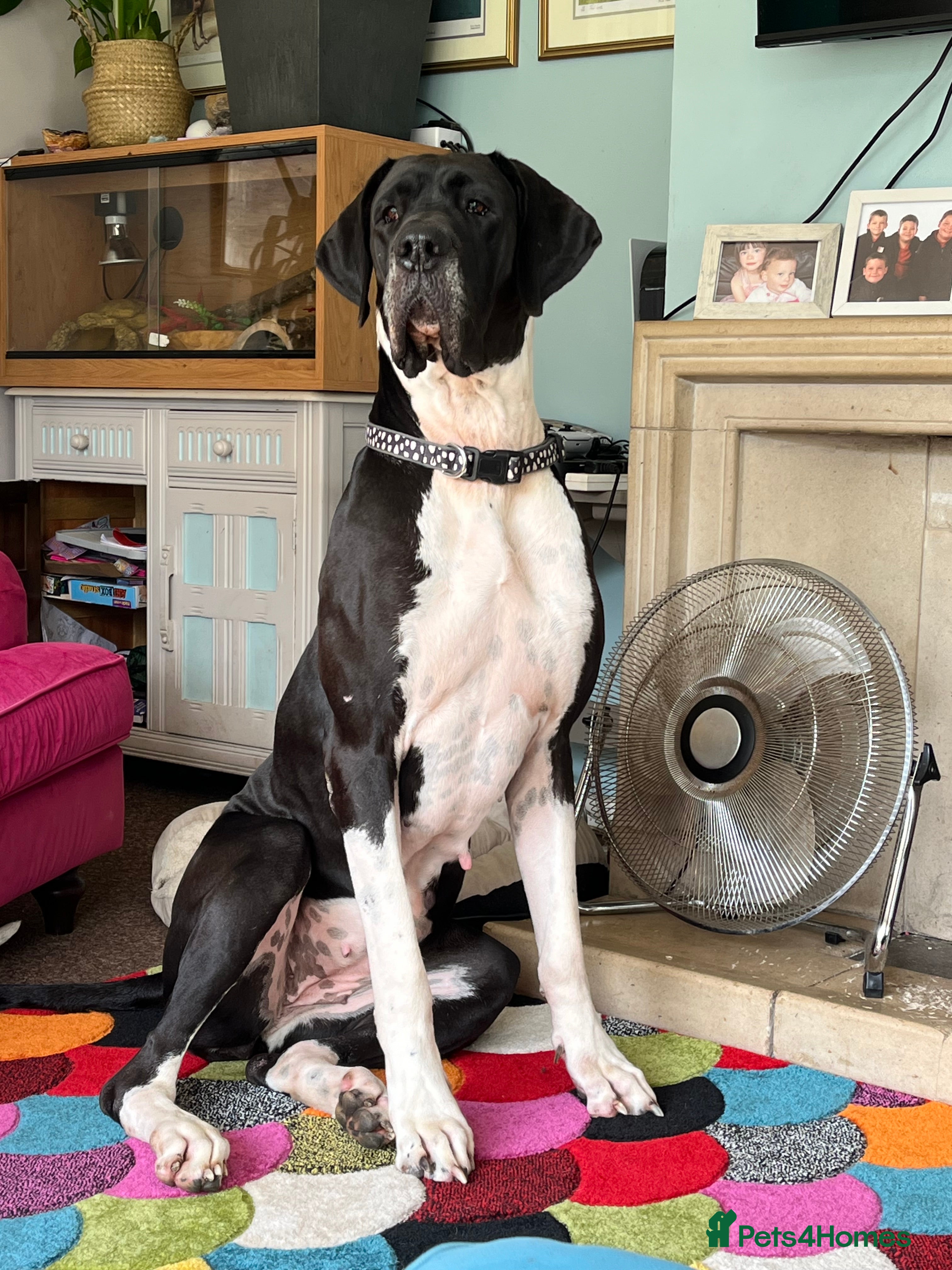 Great Dane dogs Kc reg Great Dane pups - Advert 1