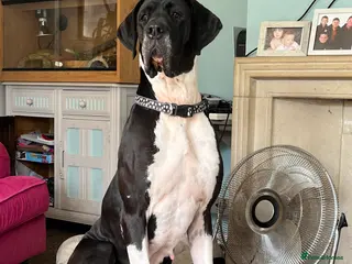 Great Dane dogs Kc reg Great Dane pups - Advert 1