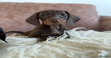 Dachshund dogs - Advert 13