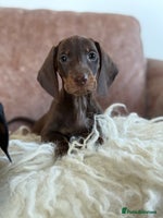 Dachshund dogs - Advert 4