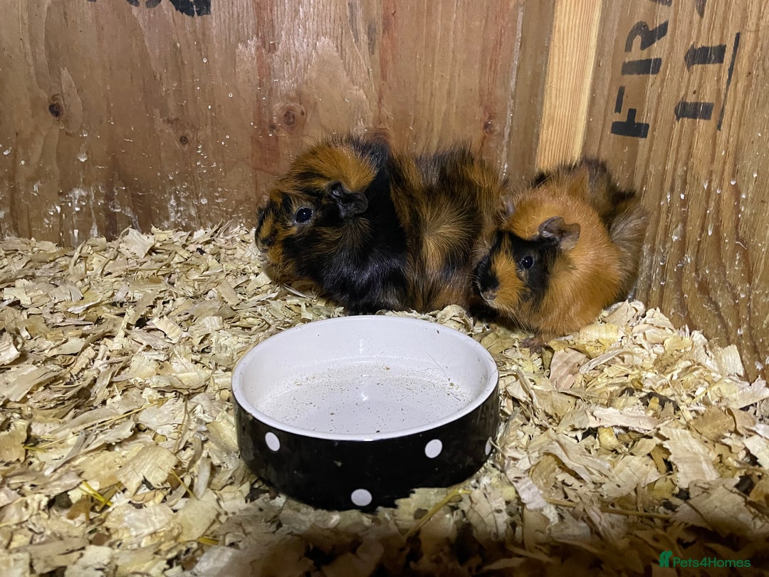 Guinea Pig rodents for sale: Cali Swiss boar, mum and daughter funky mixes.  - Advert 3