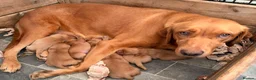 Labrador Retriever dogs for sale: Beautiful litter of fox red Labradors  in Nottingham - Advert 4