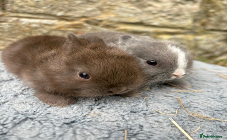 Netherland Dwarf rabbits - Advert 4