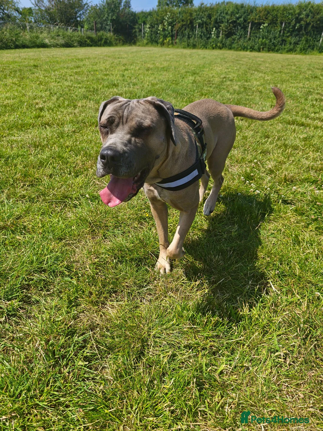 Cane Corso dogs for sale: Cane Corso Female - 2, years old - Advert 3