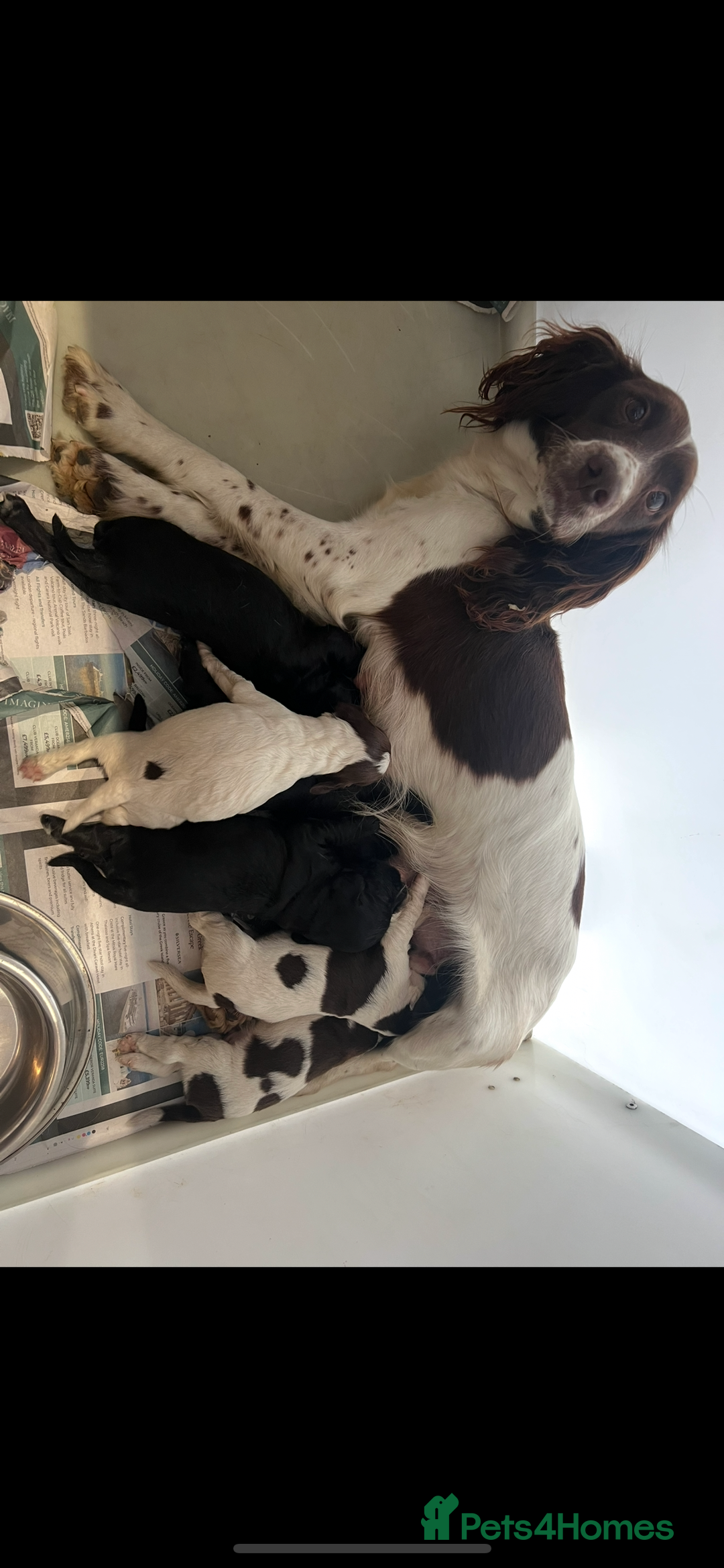 Mixed Breed dogs for sale: Lovely black Sprockerpoos  - Advert 1