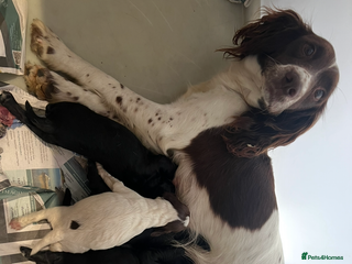 Mixed Breed dogs Lovely black Sprockerpoos - Advert 1