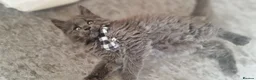 Maine Coon cats for sale: 🐾 Stunning Maine Coon Kittens  Ready Now £1000 🐾 in Newport - Advert 11