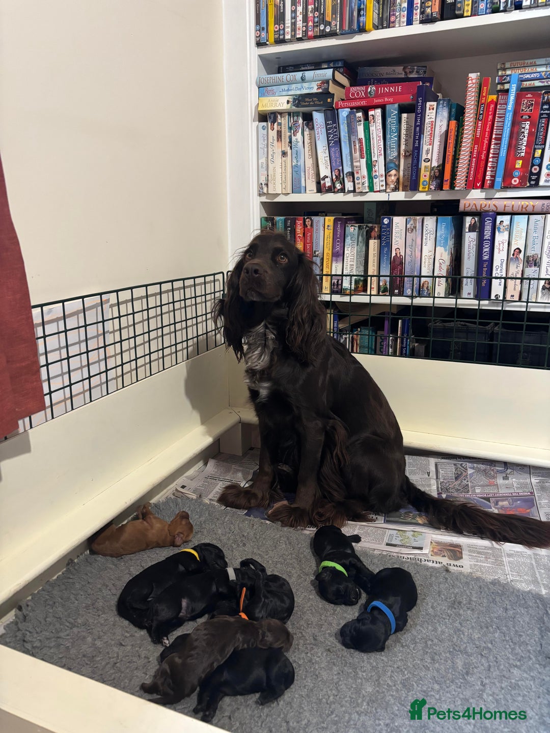 Cockapoo dogs for sale: Gorgeous cockapoo puppies!  - Image 12