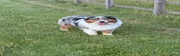 Australian Shepherd dogs for sale: Australian Shepherd Puppies in Chelmsford - Advert 2