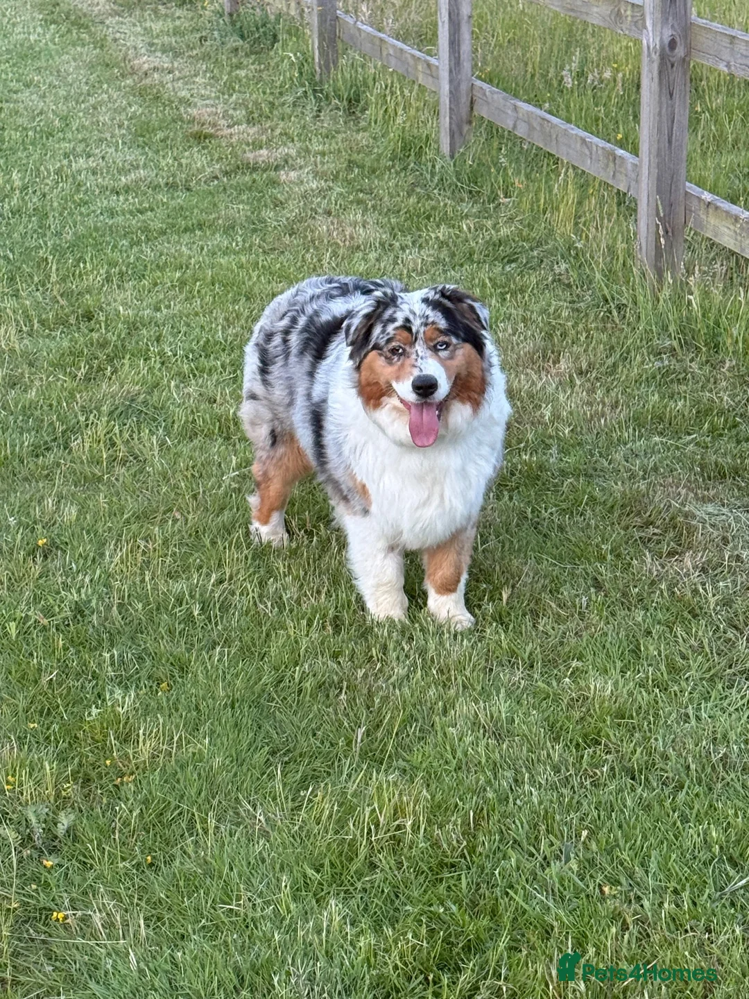 Australian Shepherd dogs for sale: Australian Shepherd Puppies in Chelmsford - Advert 2
