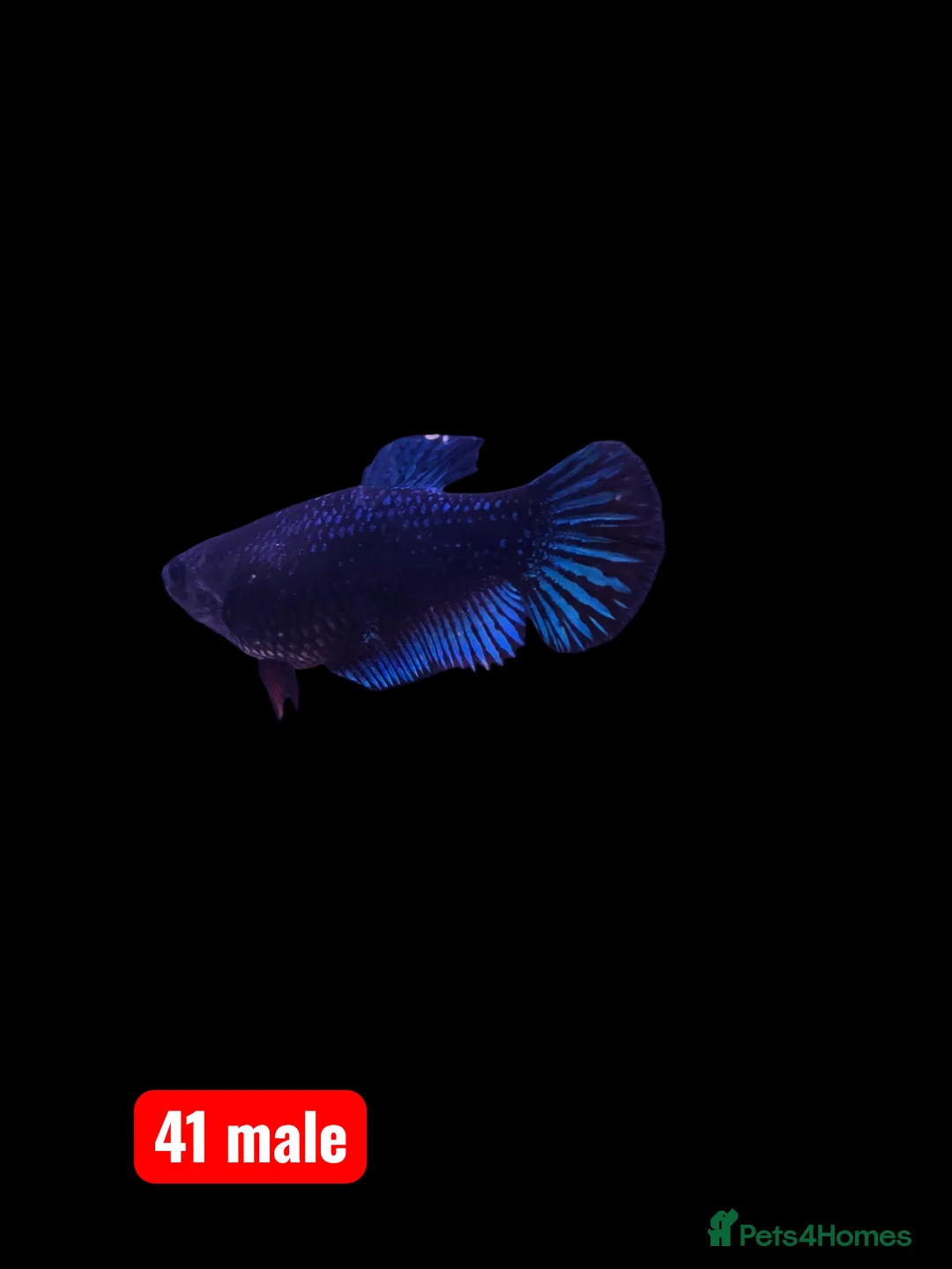 Bettas fish for sale: Betta fish - Advert 5