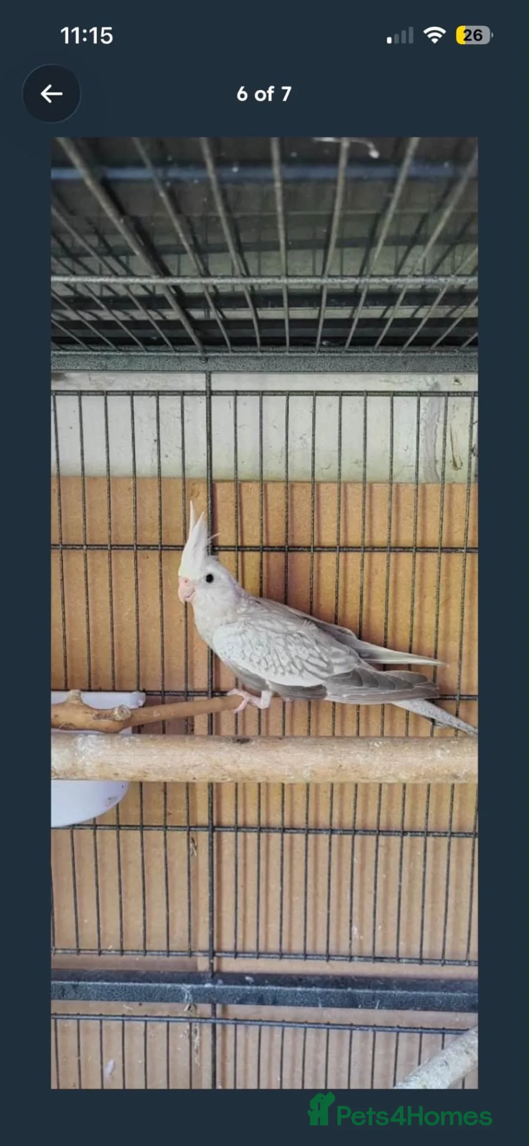 Cockatiels birds for sale: Cockatiels  in Honiton - Advert 2