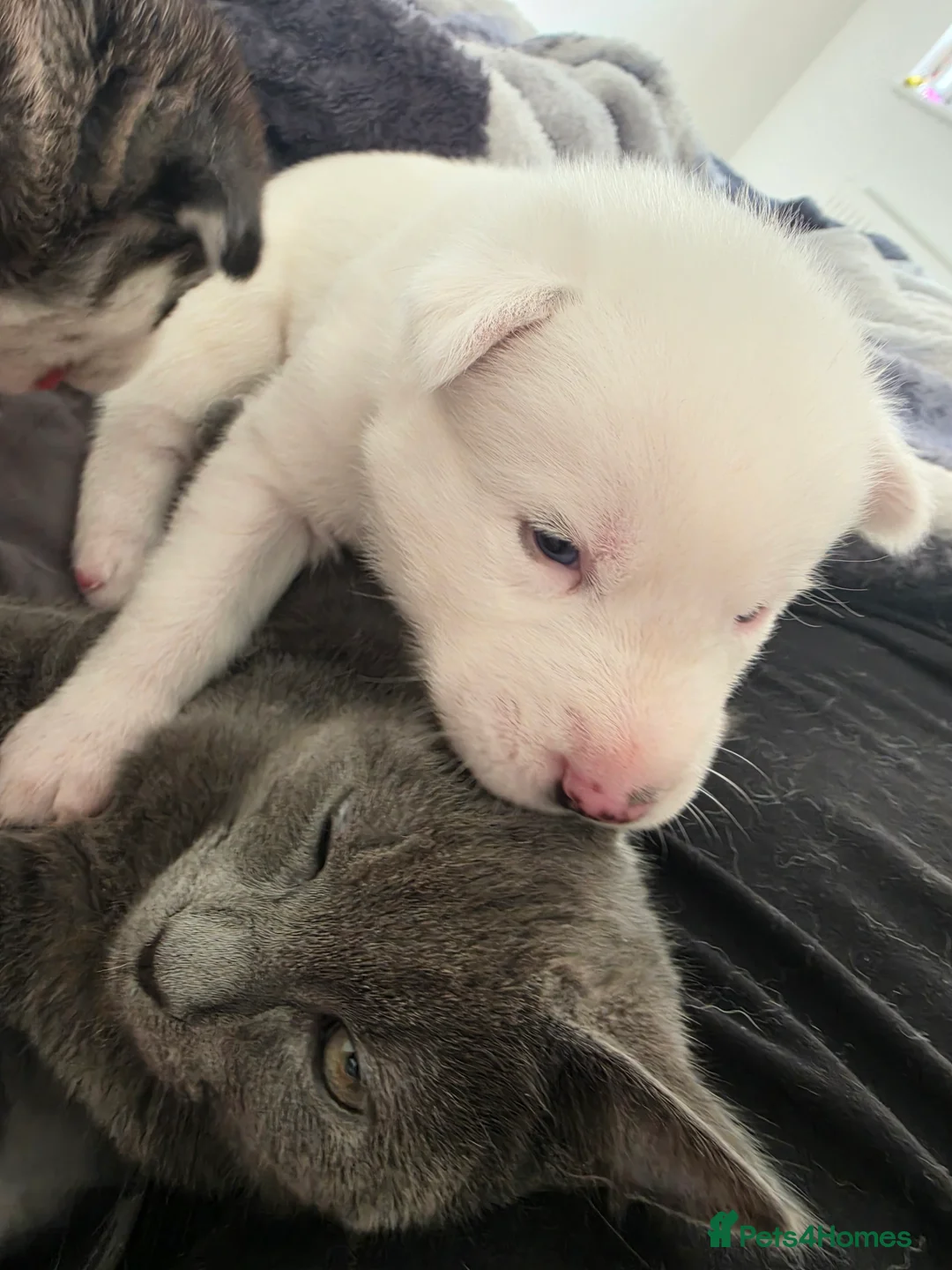 British Shorthair cats for sale: Bristish shorhair ready to go - Advert 2