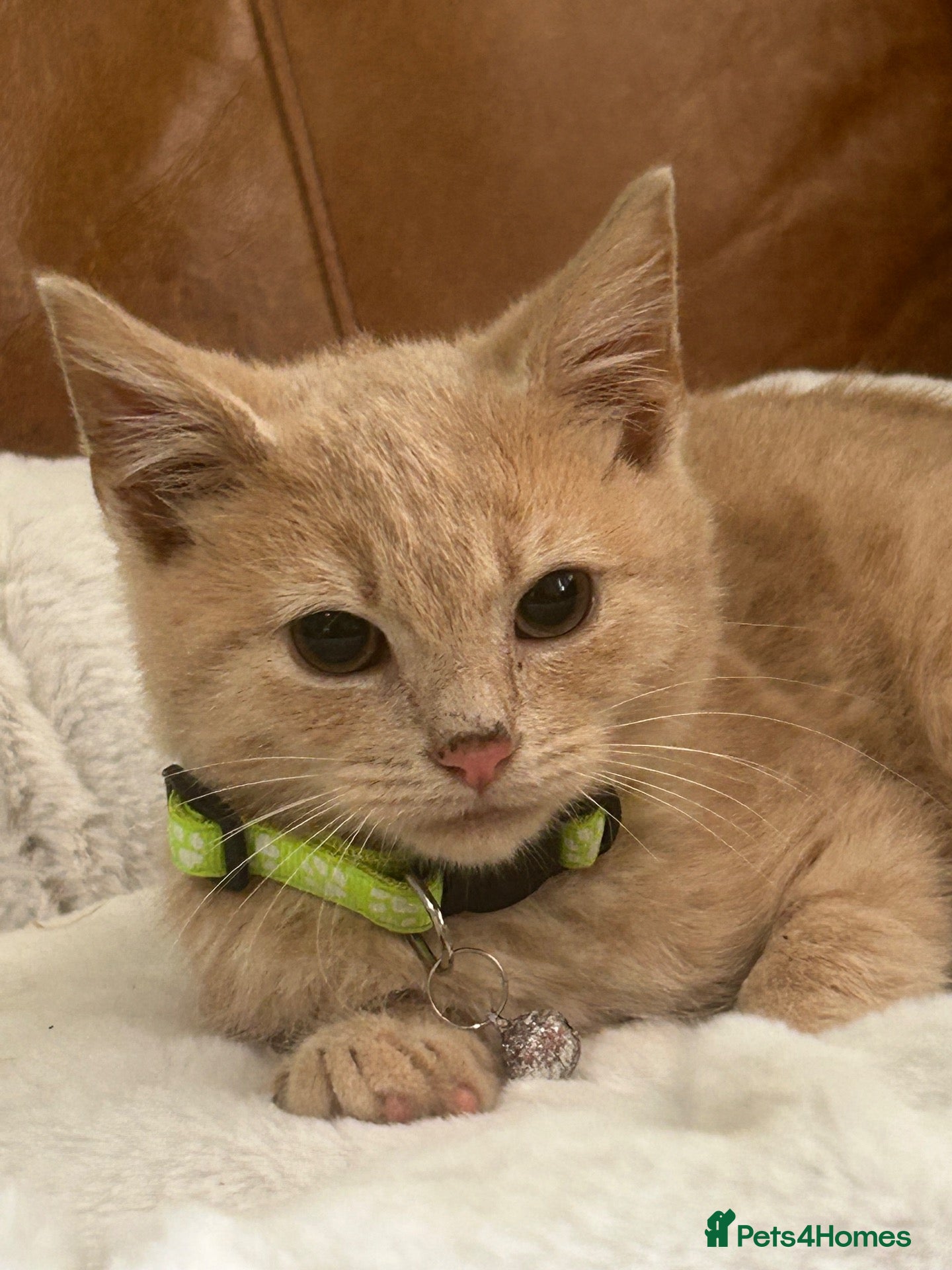 British Shorthair cats Beautiful Unusual Kittens for sale - Advert 2