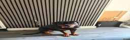 Rottweiler dogs for sale: Beautiful Male Rottweiler Now Available  - Advert 3