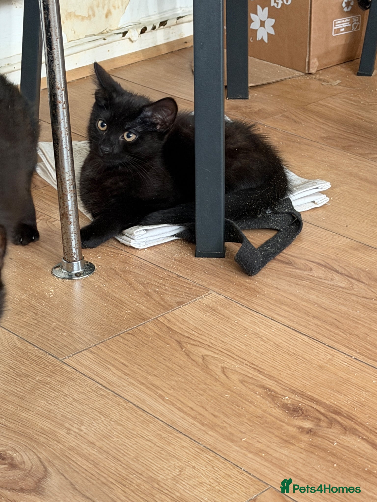 Domestic Shorthair Kitten 1