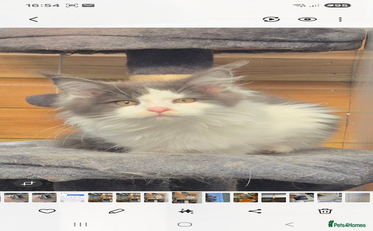 Maine Coon cats - Advert 15