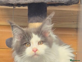 Maine Coon cats - Advert 6