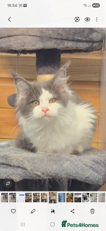 Maine Coon cats - Advert 1