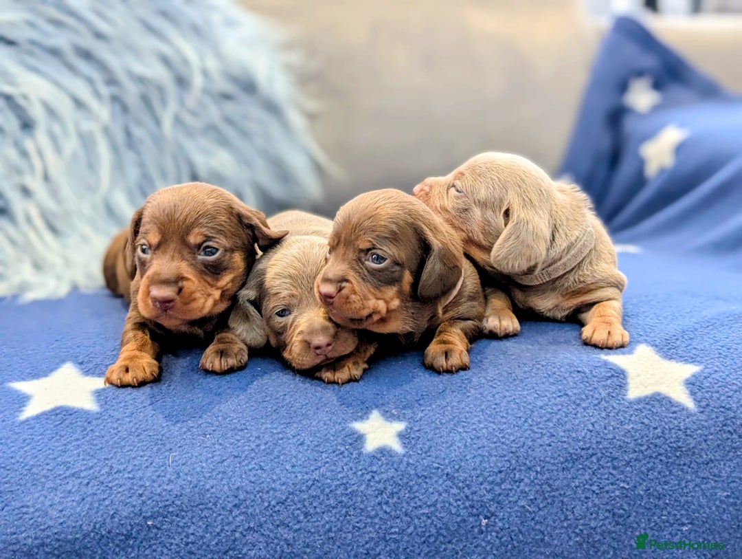 Miniature Dachshund dogs for sale: Adorable little of miniature daschunds  - Image 6