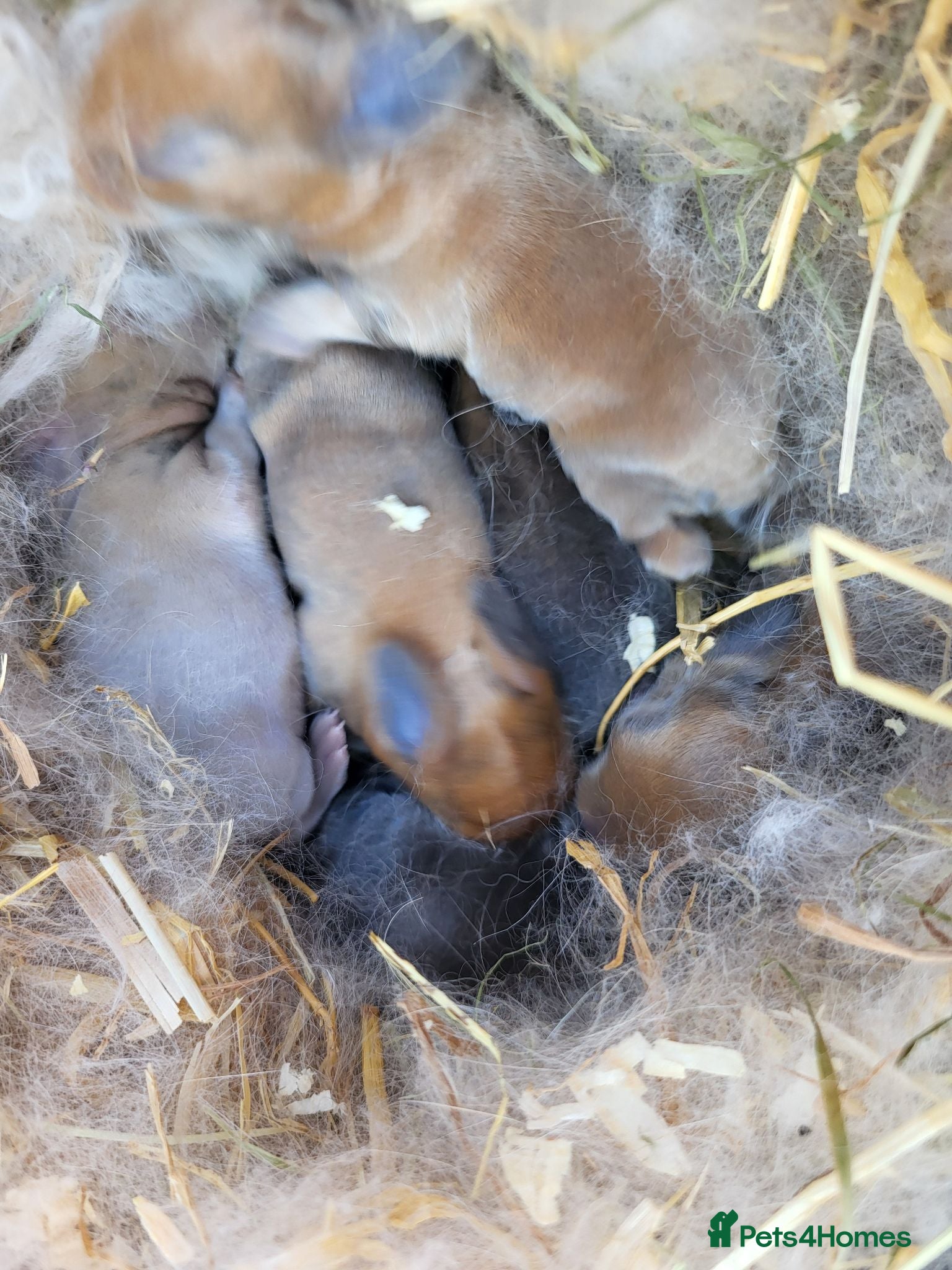 Mini Lop rabbits 6 x Mini lops babies - Advert 18