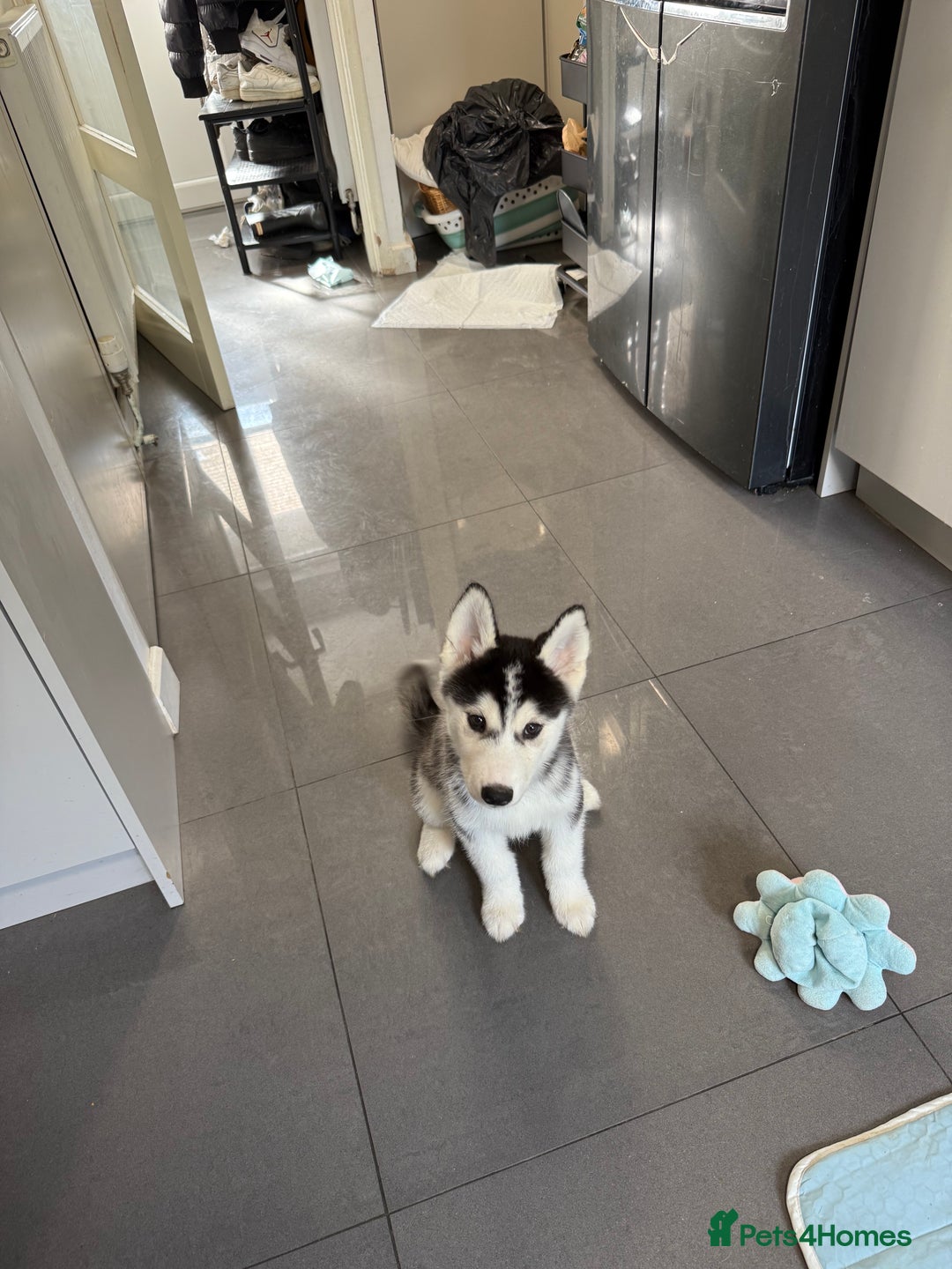 Siberian Husky dogs for sale: Beautiful Husky puppy Black and white, hazel eyes - Image 2