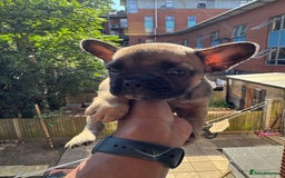 French Bulldog dogs for sale: Fluffy Gene Carrying Frenchies - Image 22