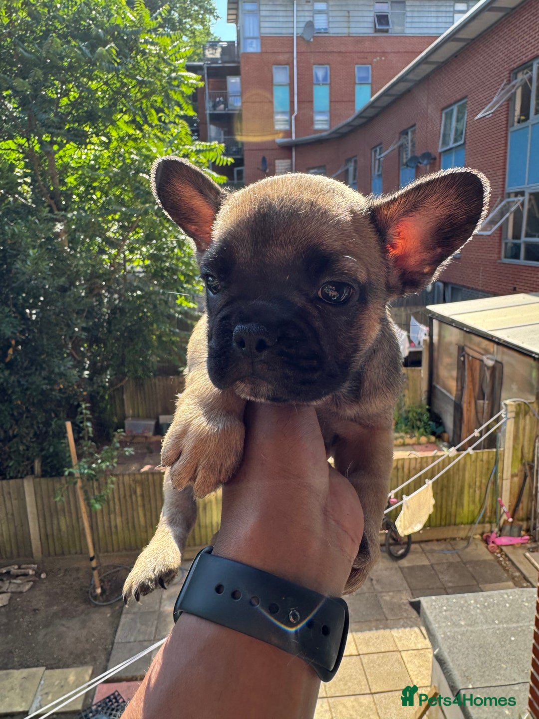 French Bulldog dogs for sale: Fluffy Gene Carrying Frenchies - Image 22