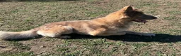 German Shepherd dogs for sale: German shepherd adult male  - Advert 8