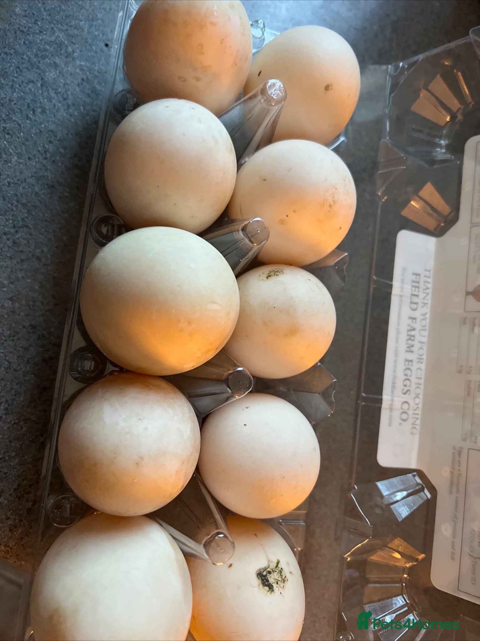 Ducks poultry Duck and chicken Fertile eggs  - Advert 2