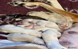 Saluki dogs for sale: Beautiful Saluki  - Image 5