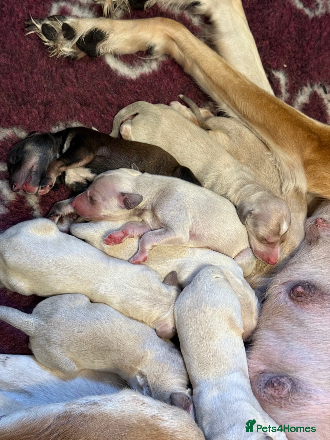 Saluki dogs for sale: Beautiful Saluki  - Image 5