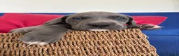 Great Dane dogs for sale: Ready to go! Pedigree blue & black Great Dane Pups - Advert 3