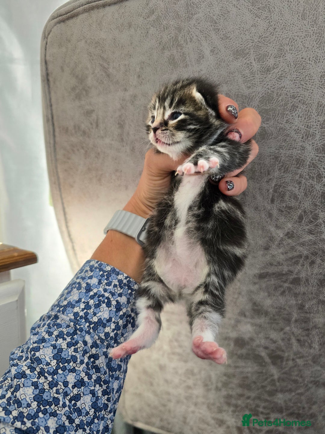 Mixed Breed cats for sale: Kittens boys mixed breed fluffy  - Image 4