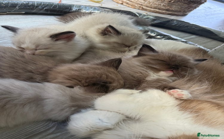 Ragdoll cats - Advert 6