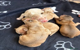 Cocker Spaniel dogs for sale: Show type cocker spaniel  - Image 7