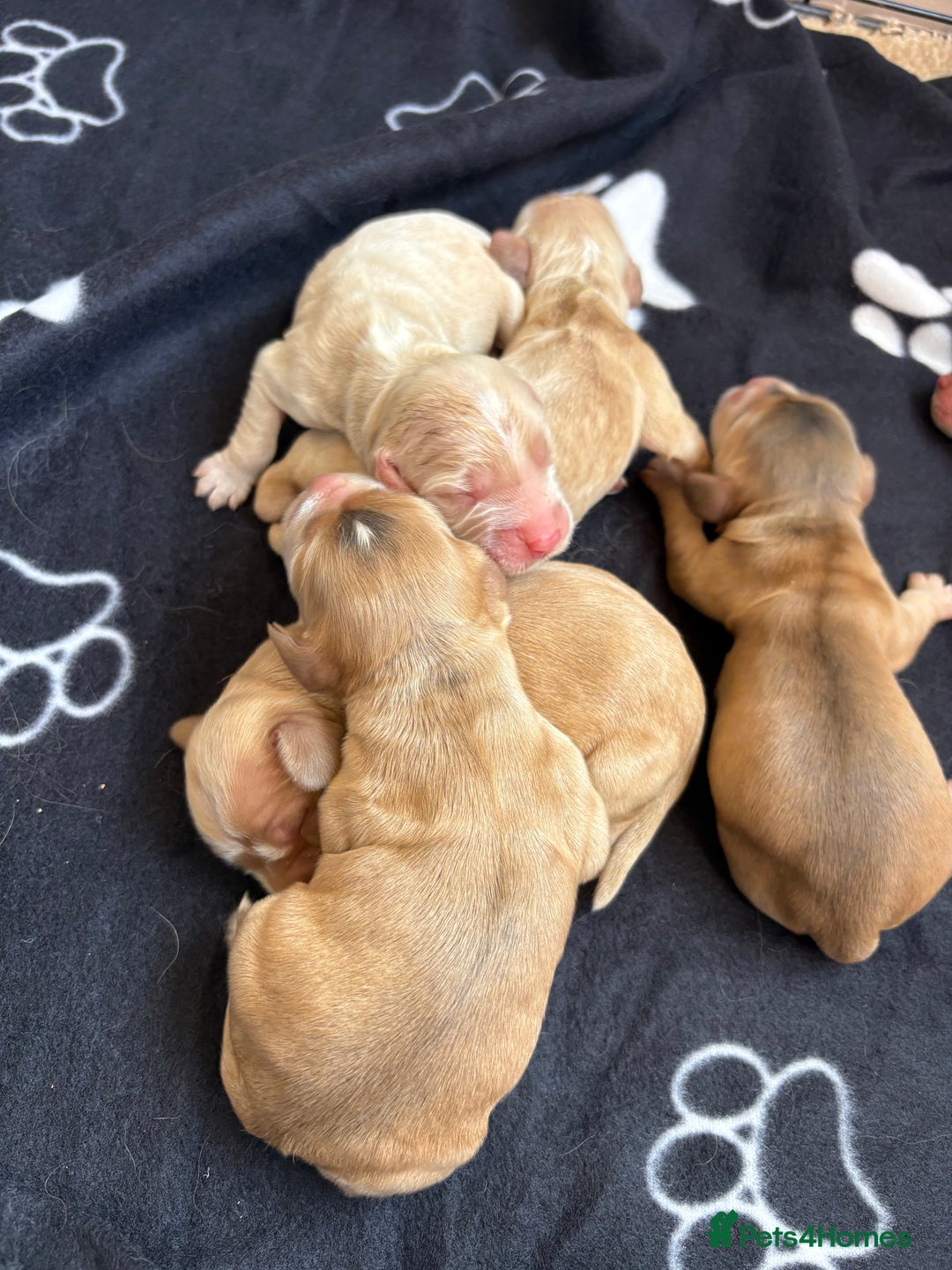 Cocker Spaniel dogs for sale: Show type cocker spaniel  - Image 7