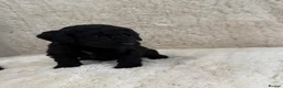 Cockapoo dogs for sale: 4 cockapoo puppies  - Advert 10