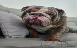 English Bulldog dogs for stud: English Bulldog Stud - Image 15