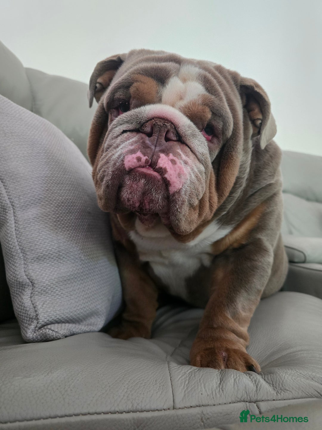English Bulldog dogs for stud: English Bulldog Stud - Image 15