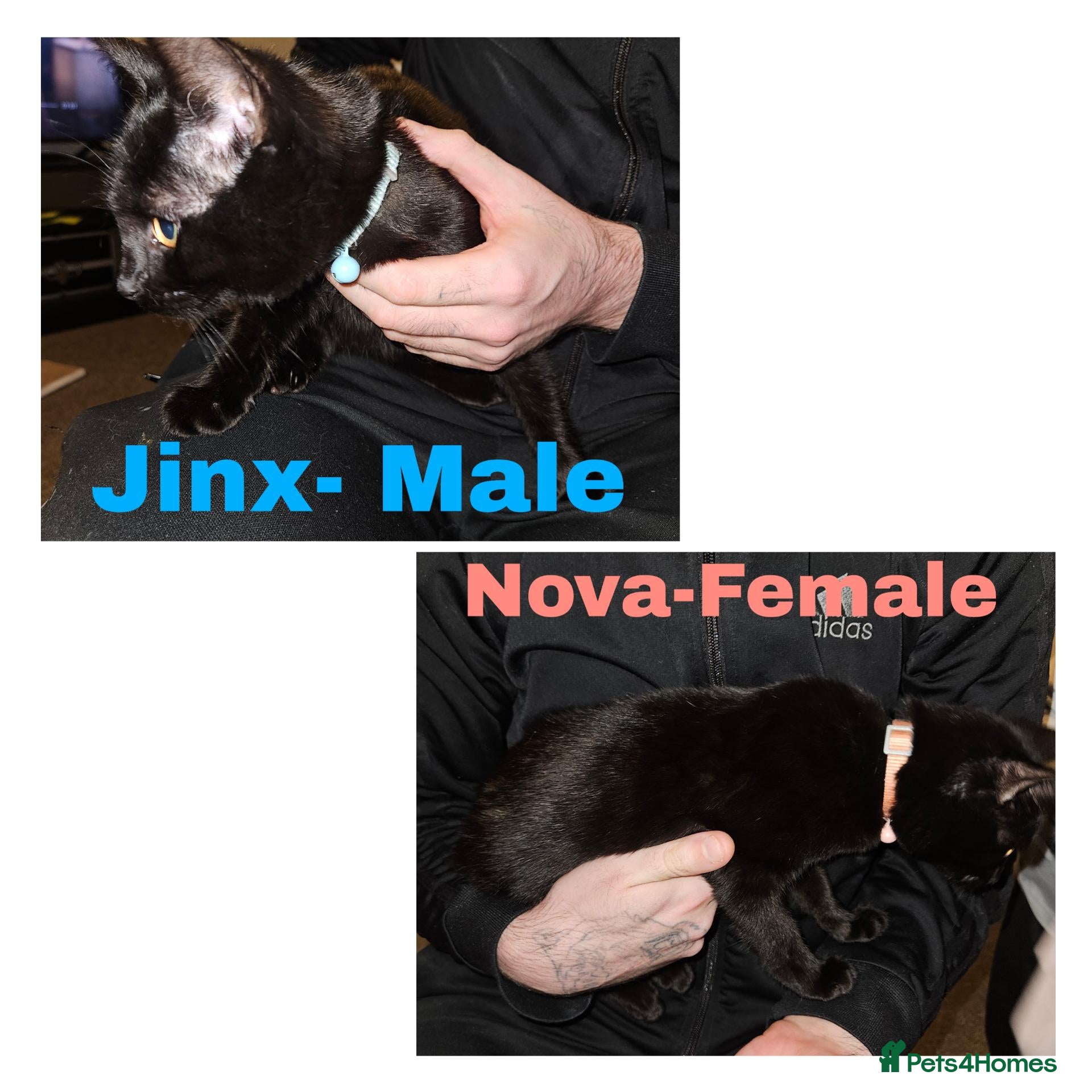 Domestic Shorthair cats for sale: Two kittens, Jinx&Nova MUST GO TOGETHER  - Advert 11