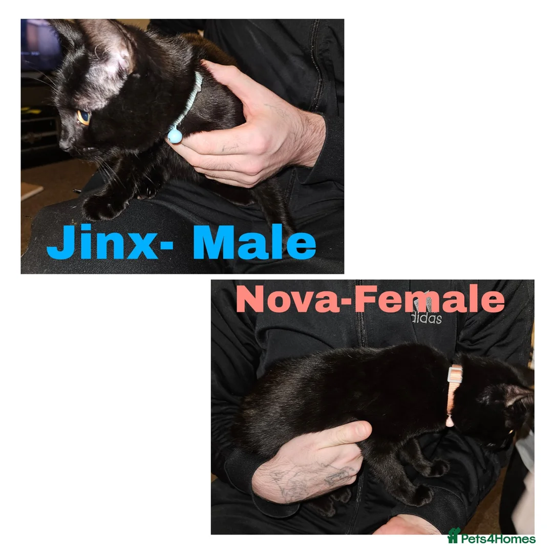 Domestic Shorthair cats for sale: Two kittens, Jinx&Nova MUST GO TOGETHER  in Peterborough - Advert 1